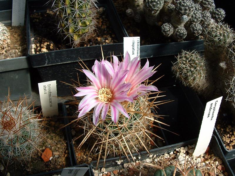 Echinofossulocactus crispatus_1.JPG